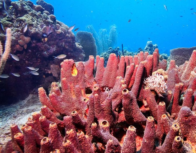 Coral reefs at Ocean Cay